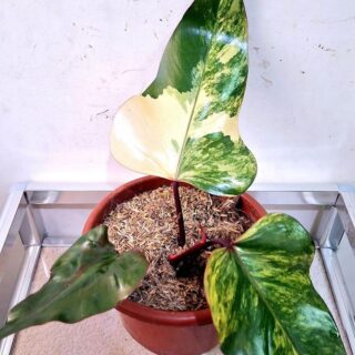 Philodendron Strawberry Shake Variegated