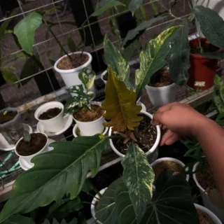 caramel marble plant