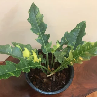 Philodendron Ring of Fire Live Plant, 4" Pot, PRE-SALE Rare and Exotic Houseplant