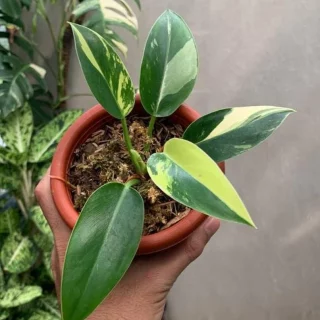 congo green philodendron for sale