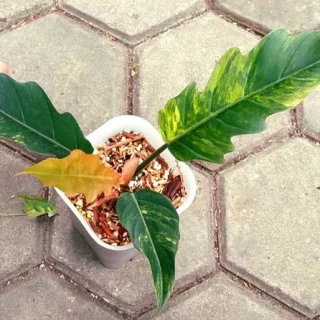 Philodendron Caramel Marble Variegated