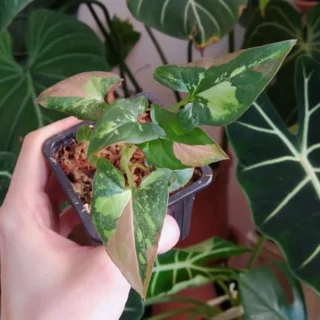 Syngonium red