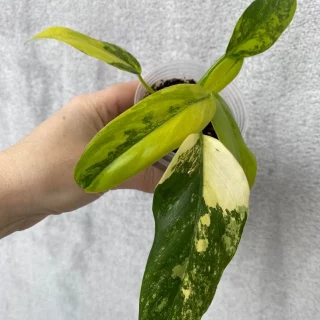 Philodendron domesticum