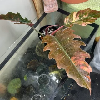 caramel marble philodendron