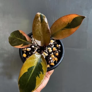 Philodendron Black Cardinal