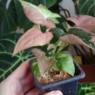 Syngonium red spot tricolor baby plant n.1