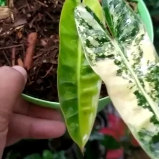 Philodendron Billietiae Variegata
