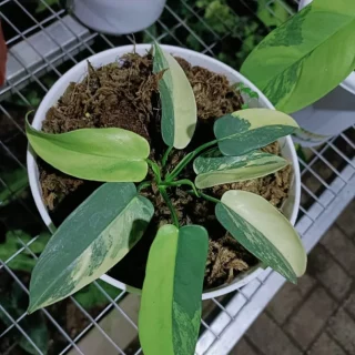 Philodendron Bipennifolium variegated